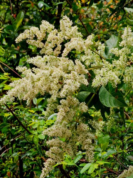 龍頭山步道-(高雄)臺灣百大必訪步道2750361