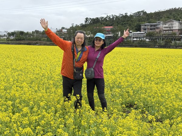 富里油菜花2704823
