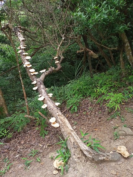 【大內連峰】大湖公園→內溝溪生態步道1727861