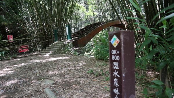 澀水森林步道登山健行趣(步道)2259833