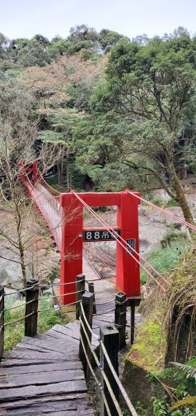2023-01-01杉林溪青龍蕨類步道(青龍瀑布)、松瀧岩瀑布及天地眼步道1978854