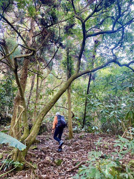 洗水山北峰.細道邦山(南峰)輕鬆撿--雲海花海看飽看滿   2022/2/101607004