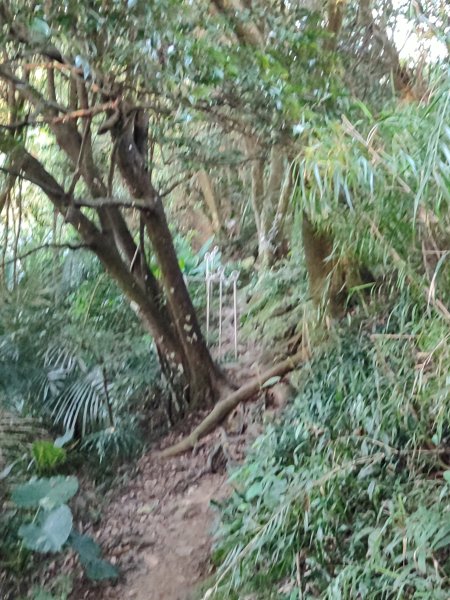 微笑山線：【鳶山山系】鳶山彩壁段2855459