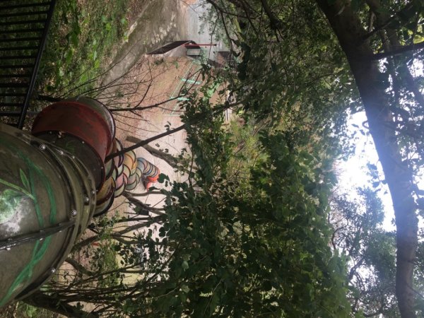 鳶山三連峰O繞一圈（三峽老街祭五臟廟 #鳶山 #鳶山東峰 #鳶尾山 #鳶山岩 #三峽老街2683235