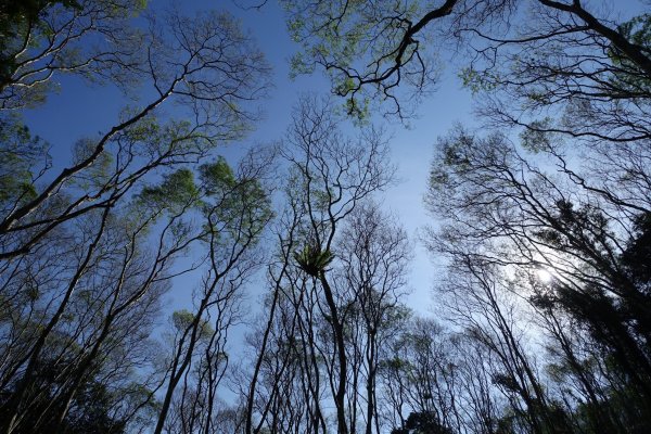 【高雄】大竹溪山～山的舞者櫸木林