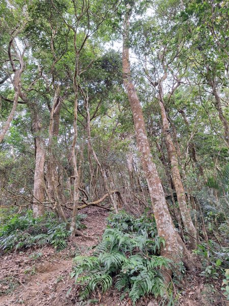 樟之細路RSA45(協雲宮至沖庫山來回)+和興山202501312702854