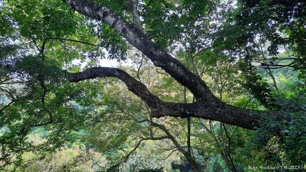 《台中》郊山飆汗｜潭子新田登山步道上聚興山O繞202510042904457