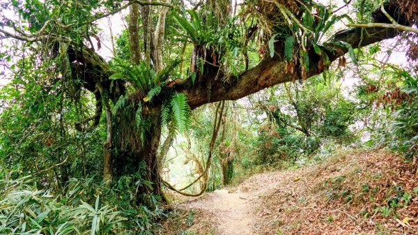 梅嶺竹子尖山2987441