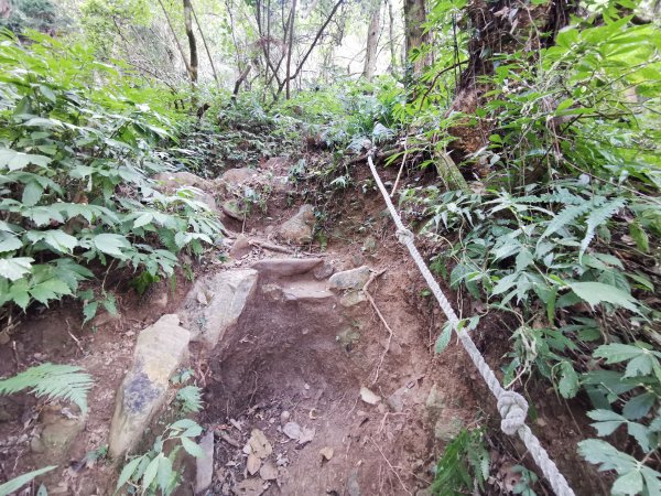 步道巡訪員│鳥嘴山步道 1 月巡訪日誌810577