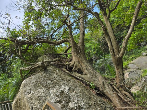 草嶺蓬萊瀑布2717810