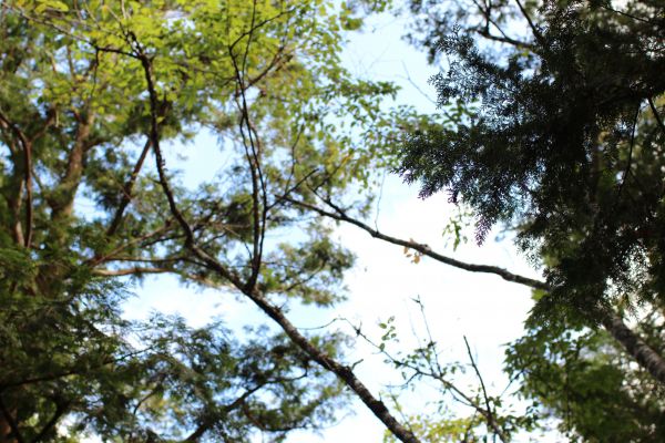 太平山檜木原始林步道181630