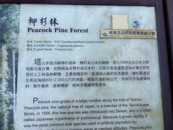 20251225塔山步道(大塔山)2970298