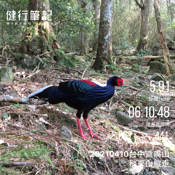 20210410台中鳶嘴山稍來山縱走1348381