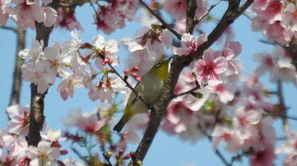 天龍國阿伯的日常-雲山水花鳥蝶3/212458194