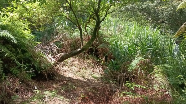 平溪區上天福安宮-粗坑頭崙-五分山西峰-五分山步道去回3088416