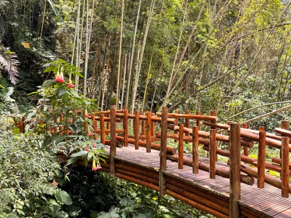 阿里山迷糊步道-福山古道2793381