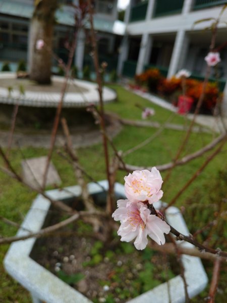 朝聖抹茶山2949484