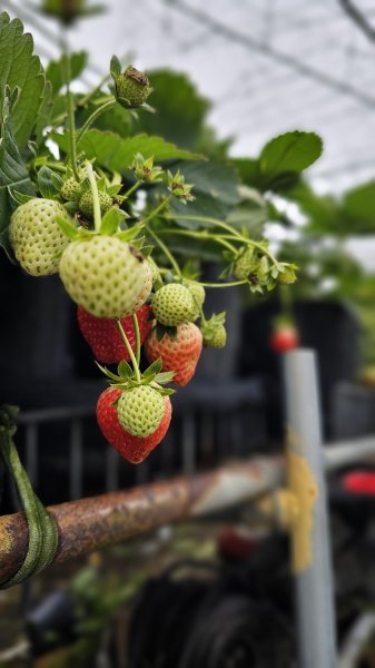 【馬年走馬山，馬到就成功！】🐴馬年馬路要走，馬那邦🏔️也要登！O繞11K，爬升900M，🥾腿在2977161