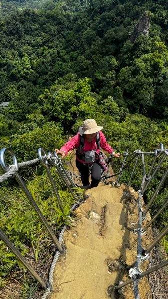 孝子山、普陀山、慈母峰賞鹿子野百合O走2592921