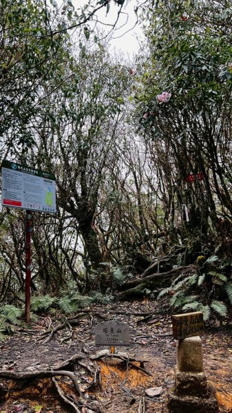 🌈4/13（日）（三）魔法森林-塔曼山~FB：熊熊趴爬走🌈2761327