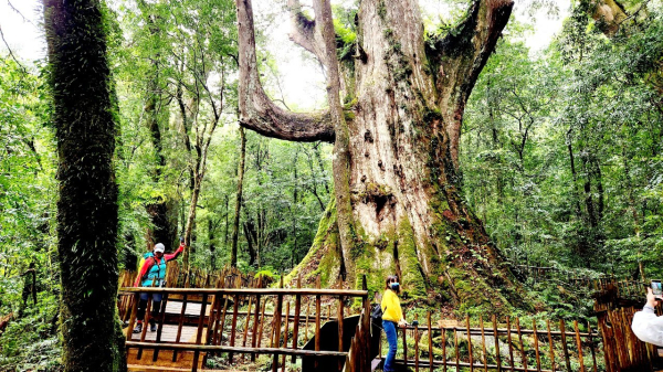 司馬庫斯神木群步道，連走司立富瀑布