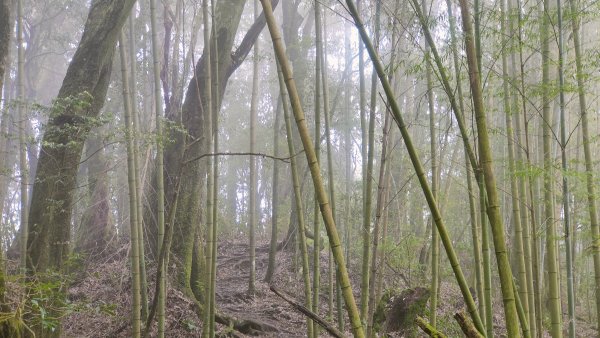 留龍頭 嶺頭山 金柑樹山 忘憂森林 我想抓住您的美2092103