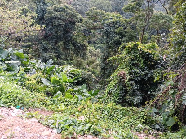微笑山線大棟山系百年大榕樹段+大湖坑步道2981039