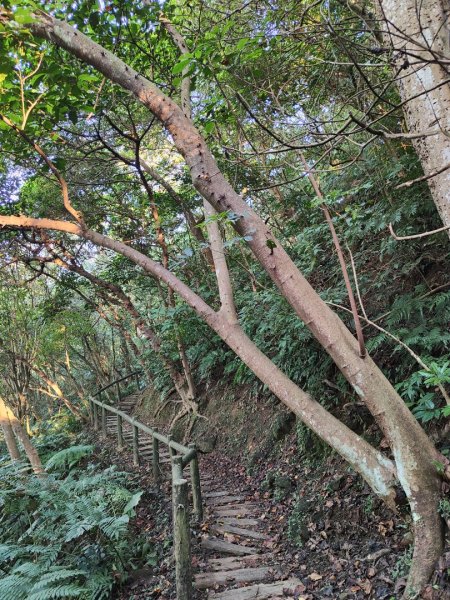 2023.12.14 土城天上山2827278