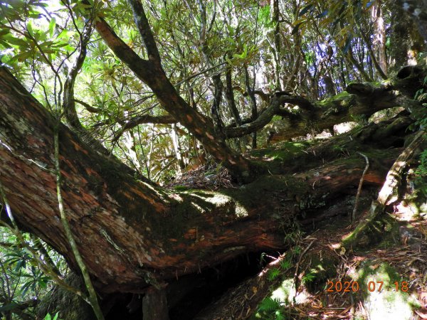 桃園 復興 把家灣山、低陸山1036209