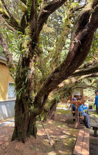 觀霧瀑布 賞鳥步道2926770