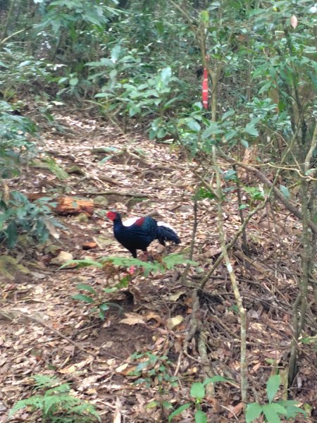長壽山、肥崠山、醜崠山、大崠山、大崠山經建版2931953