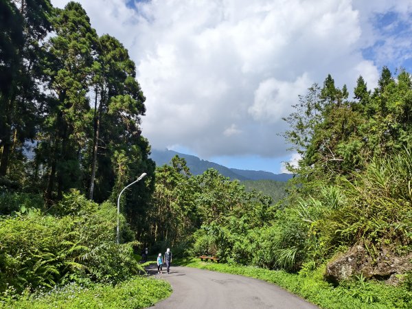 [百山百鳥尋旅-05/15] 2025_0830 溪頭賞鳥步道_銀杏步道2875510
