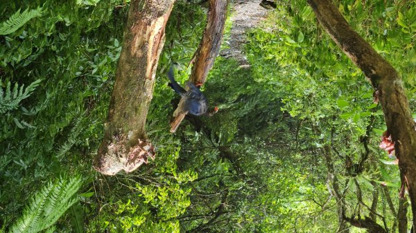 月眉坑瀑布步道.卯澳.雙柑公路2224798