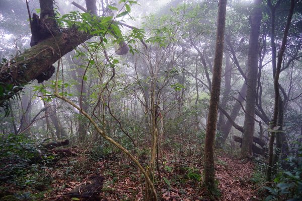 新竹關西鎮 水田林道之貴妃&那結山連走1539742