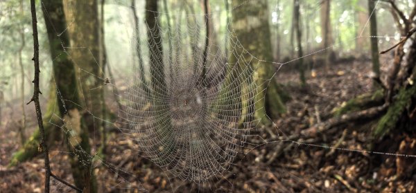 縱走大鳥鵝2828386