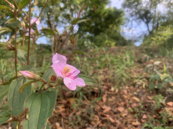 20250531屏東虻彈山東峰2803168