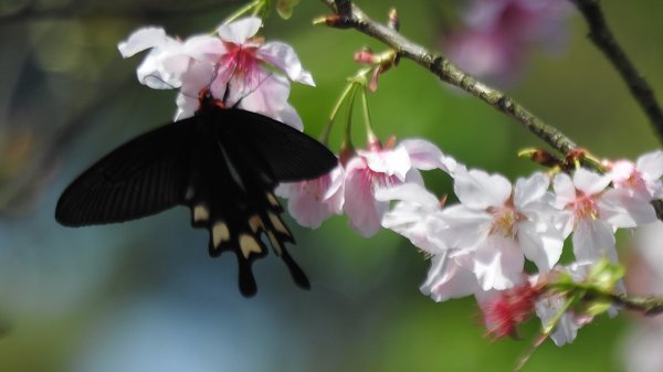 天龍國阿伯的日常-雲山水花鳥蝶3/212458196