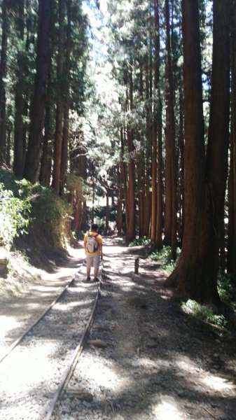 嘉義百大步道：特富野古道1390332