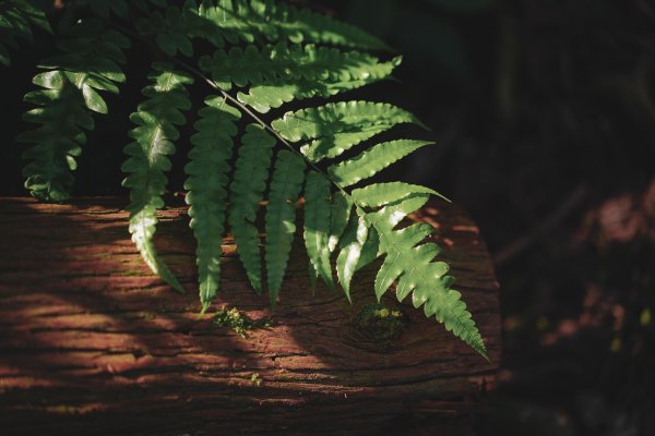 帶媽媽爬長壽山2669489