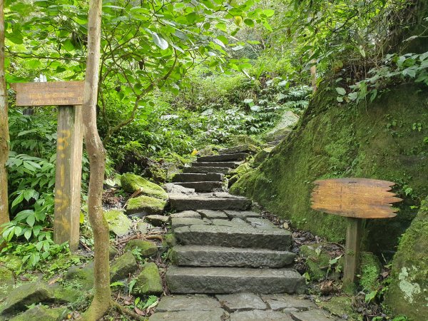 溪頭走出一片葉子1156520