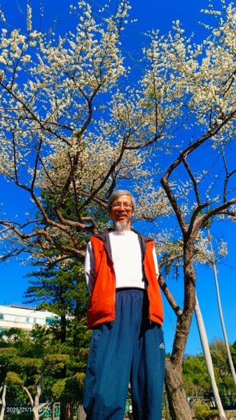 雙溪公園賞花&原住民公園落羽松&故宮1/142689956