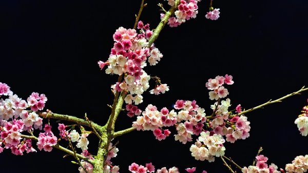 【台灣健行】春艷 • 寶山二集團2698548