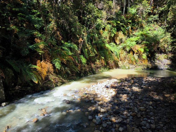 2024-08-22 澀水森林步道2578384