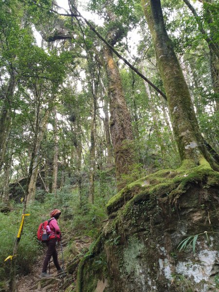 20190209再訪加里山524005