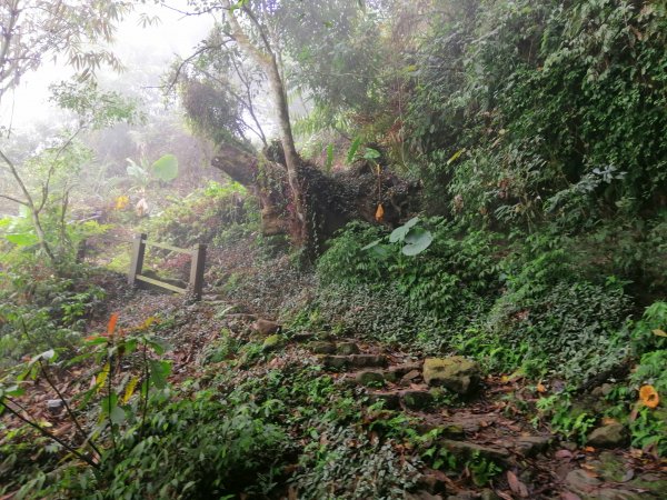 台南東山~山上尋悠。 #65小百岳崁頭山915990