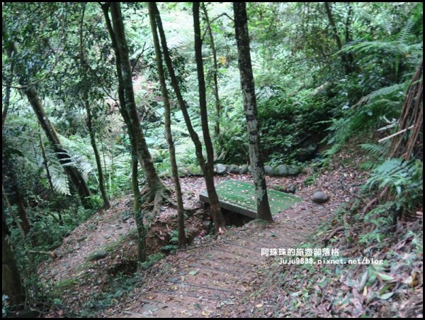    十一指古道包場賞桐花573614