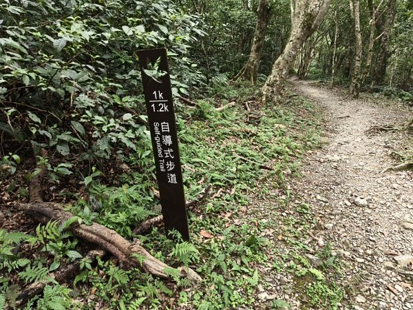 [百山百鳥尋旅-09/15] 2025_0920 滿月圓國家森林遊樂區步道群2893060