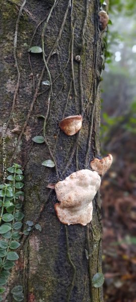 《苗栗》霧雨寒流｜三義三角山步道202512252969240