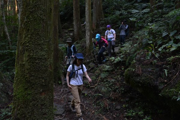 加里山鹿場、杜鵑嶺893671