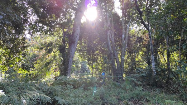 鞍輪名山(藤苞山)O型大竹溪山 (玩命關頭不建議來爬) 2023年12月24日2386393